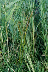 Cyperus longus longus