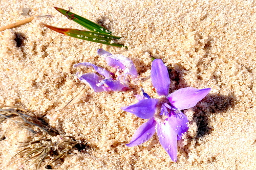 Babiana ambigua