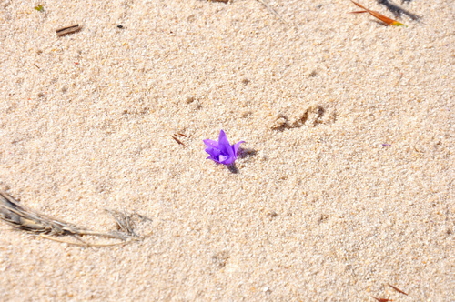 Babiana ambigua