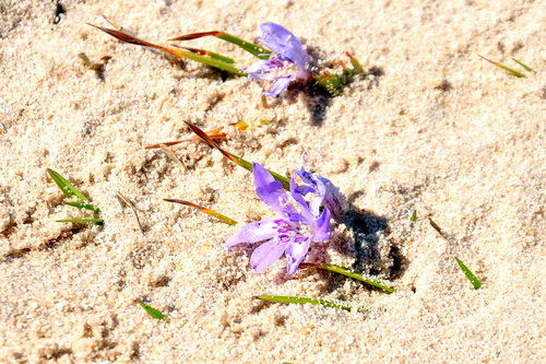 Babiana ambigua