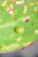 Cassida pudens