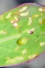 Cassida pudens