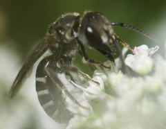 Lasioglossum coriaceum
