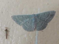 Chlorocoma tachypora