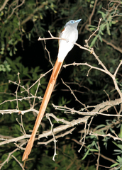 Terpsiphone viridis plumbeiceps