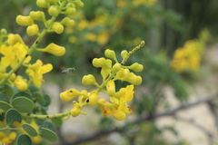 Pseudaugochlora graminea