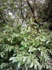 Salix cinerea