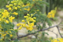 Pseudaugochlora graminea