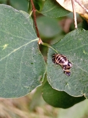 Harmonia axyridis