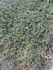 Clinopodium douglasii