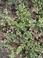 Clinopodium douglasii