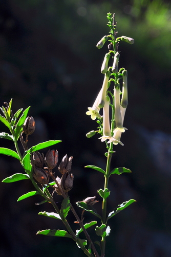Freylinia longiflora