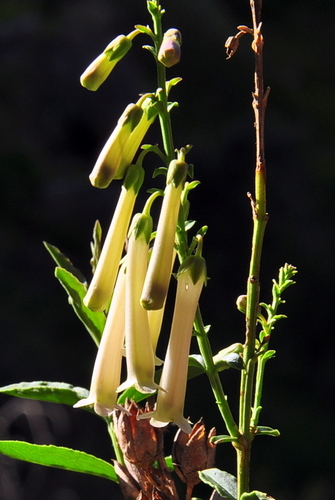Freylinia longiflora, photograph 1