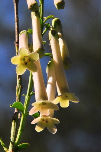 Freylinia longiflora, photograph 2
