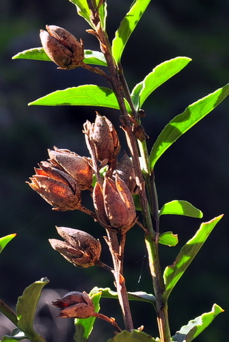 Freylinia longiflora, photograph 3