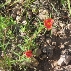 Portulaca suffrutescens