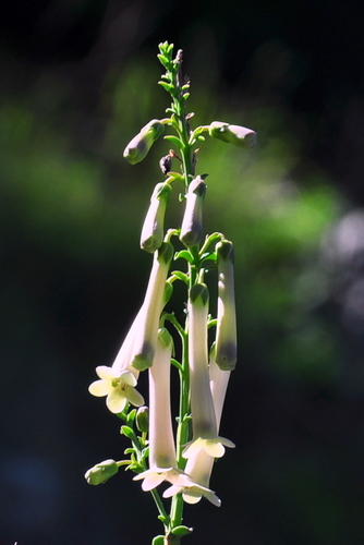 Freylinia longiflora, photograph 4