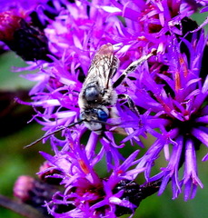 Melissodes denticulatus
