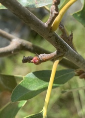 Callirhytis perditor