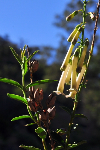 Freylinia longiflora, photograph 5