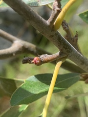 Callirhytis perditor