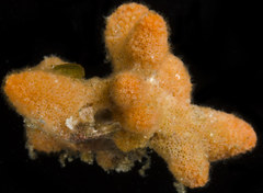 Celleporina