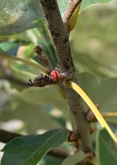 Callirhytis perditor