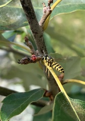 Callirhytis perditor