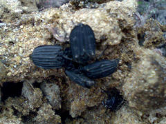 Thanatophilus capensis