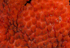 Metandrocarpa dura