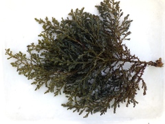 Ericaria selaginoides