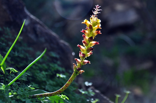 Lachenalia longibracteata