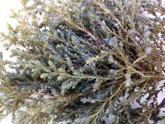 Ericaria selaginoides