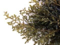 Ericaria selaginoides