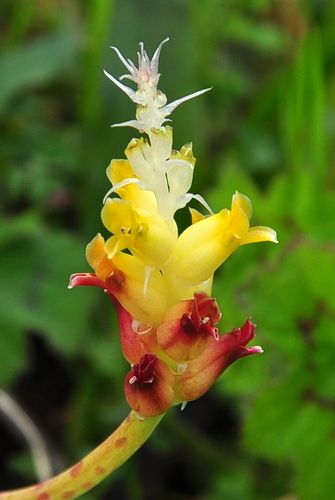 Lachenalia longibracteata