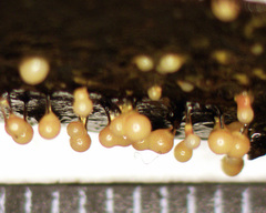 Elaeomyxa reticulospora