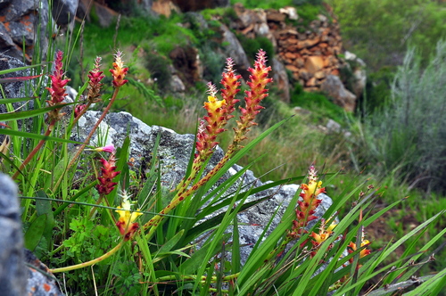 Lachenalia longibracteata