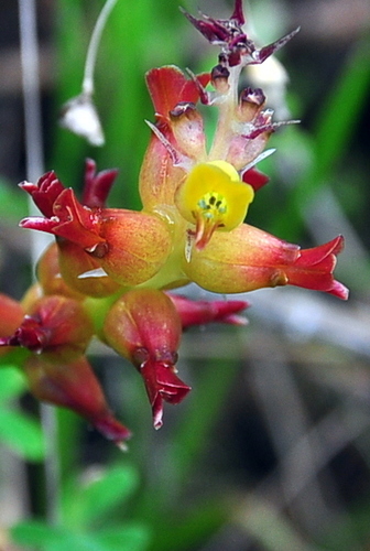 Lachenalia longibracteata