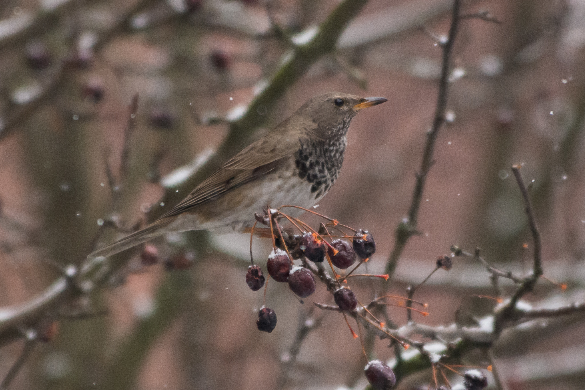 Black-throated Thrush