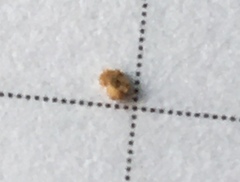 Dryopteris wallichiana