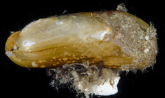 Adula californiensis