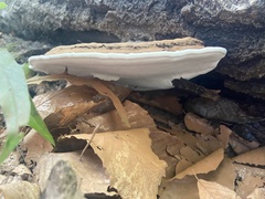 Ganoderma applanatum image