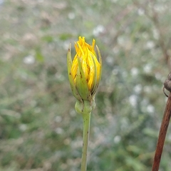 Tragopogon pratensis