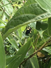 Oncopeltus orourkeae