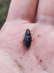 Harpalus griseus