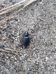 Harpalus griseus