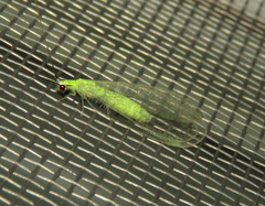 Ceraeochrysa lineaticornis