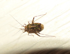 Phytocoris eximius
