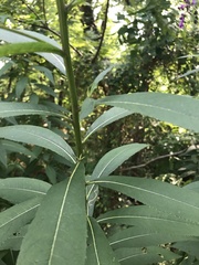 Vernonia noveboracensis