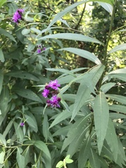 Vernonia noveboracensis
